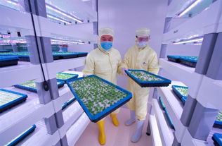 探訪中科三安植物工廠 揭秘未來農(nóng)業(yè)的高科技藍(lán)圖